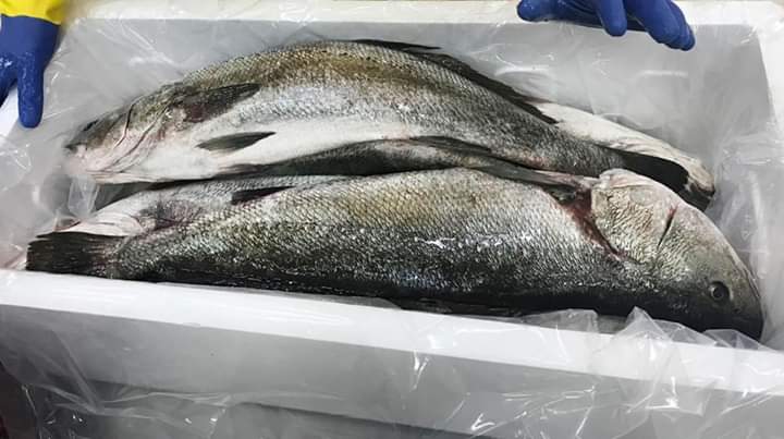 European Seabass 500-1000